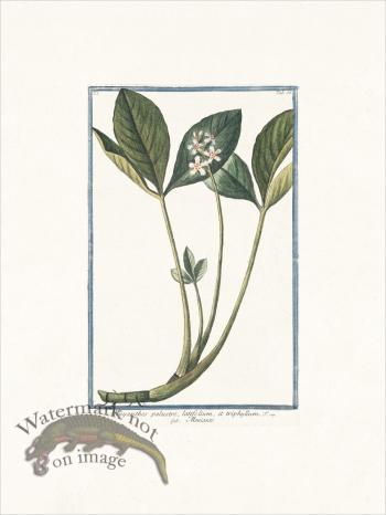 Bonelli 088 Meniante